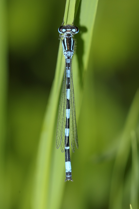Coenagrion da identificare...